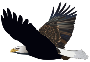 Adler